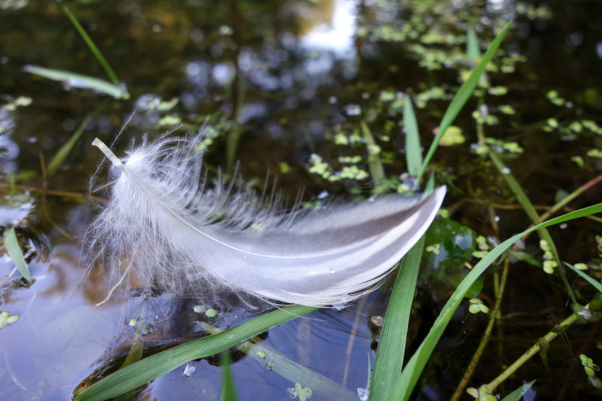 Am Gartenteich Buchstaben sortieren Schatzkiste Seniorenbetreuung